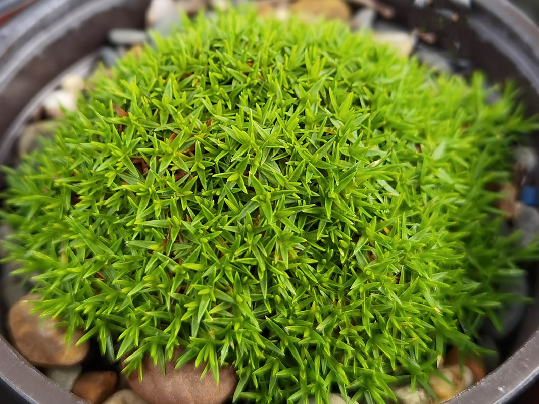Minuartia parnassica en fleurs dans les fissures de rochers calcaires du Parnasse
